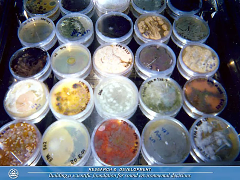 A variety of petri dishes containing different colored mold cultures used for scientific research, showcasing the diversity of mold species in a laboratory setting.