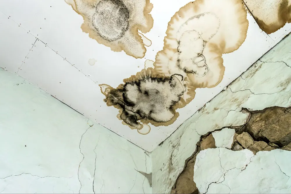 Signs Your Apartment Has Mold