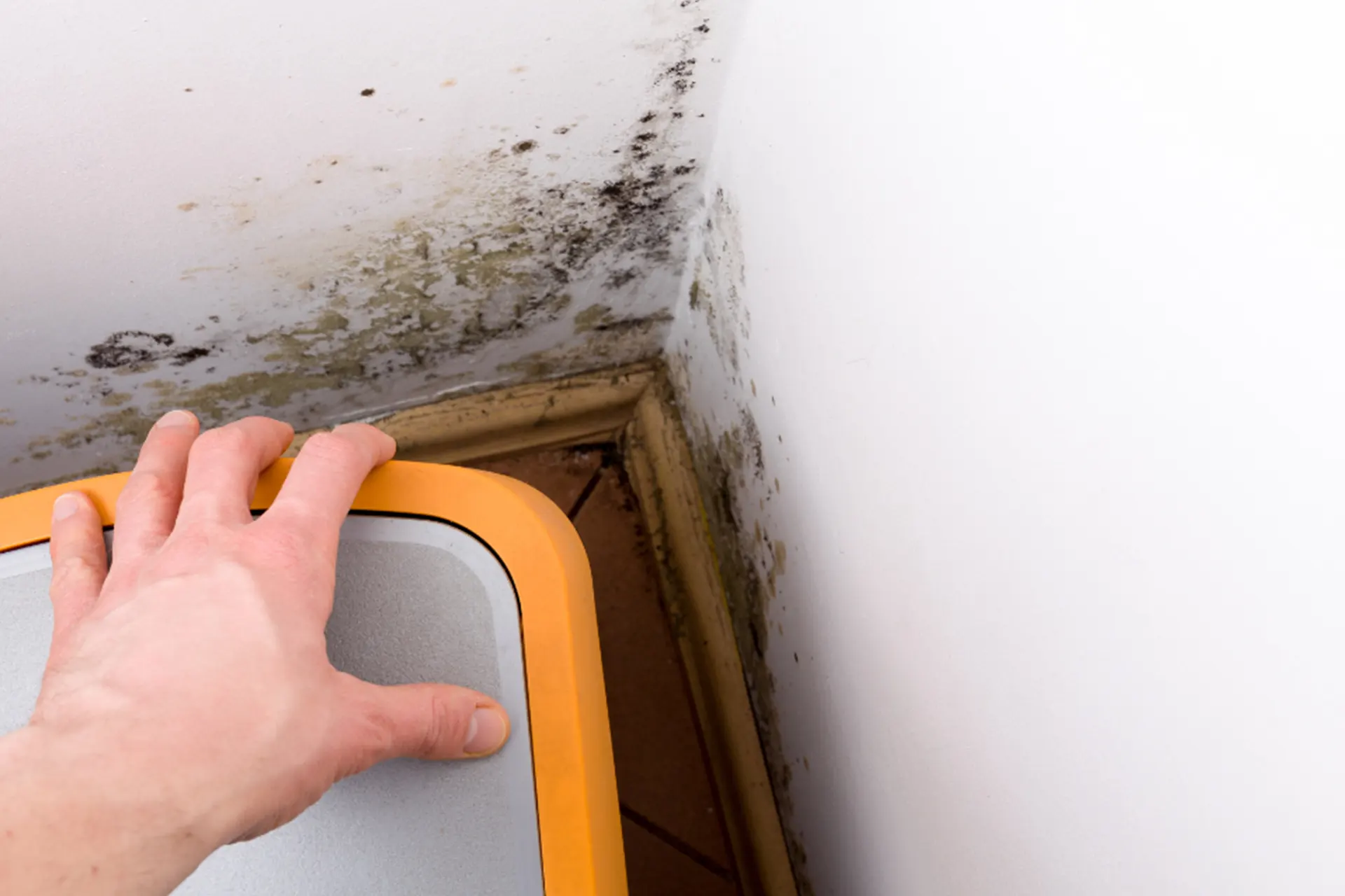 Basement Mold Remediation Services for New York - A Man Pulling the Trash Can Away from the Wall to Show Mold on the Wall Behind it