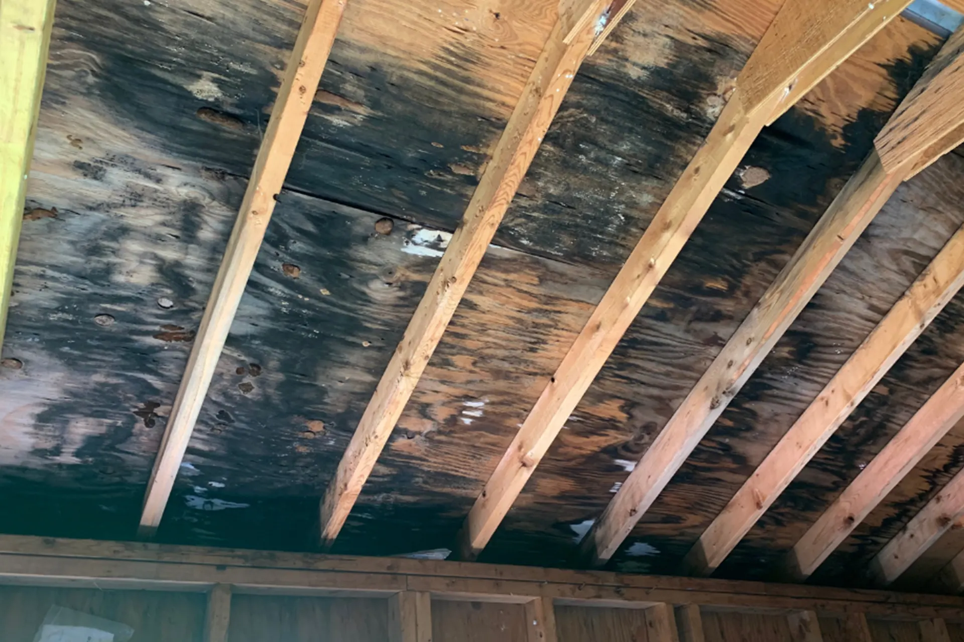 Attic Mold Remediation Services for New York Properties - Black Mold on Plywood in an Attic
