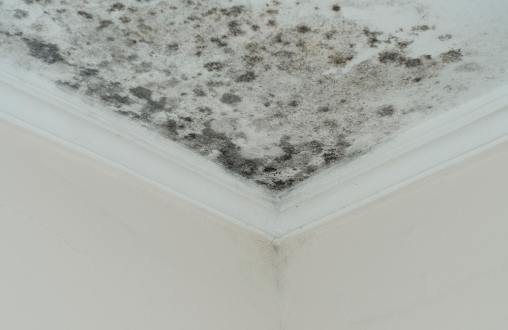 What Kills Black Mold Instantly - A Patch of Black Mold on a Basement Ceiling