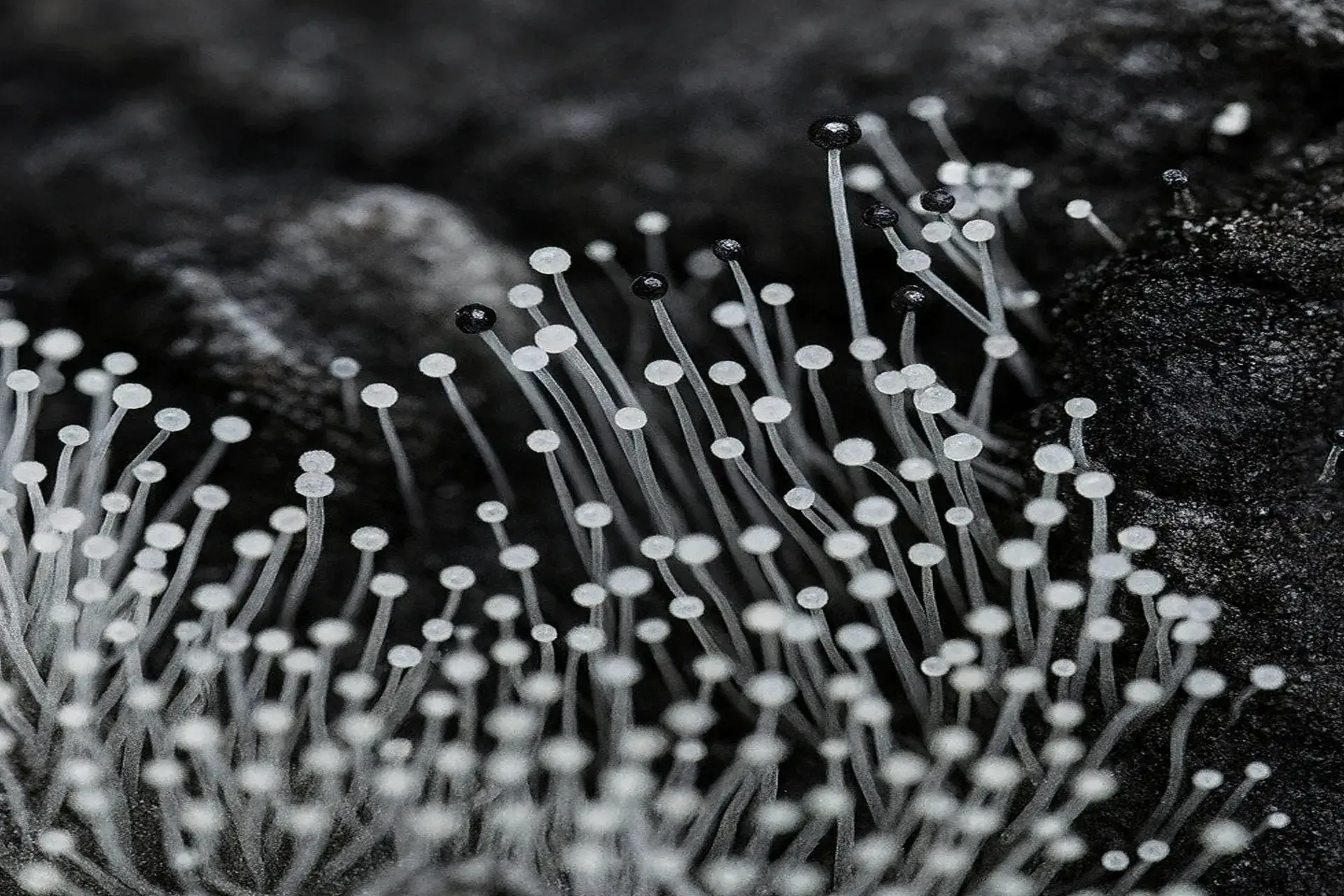 Green and white mold growing on the surface of an orange sitting in a decorative bowl with other citrus fruit.