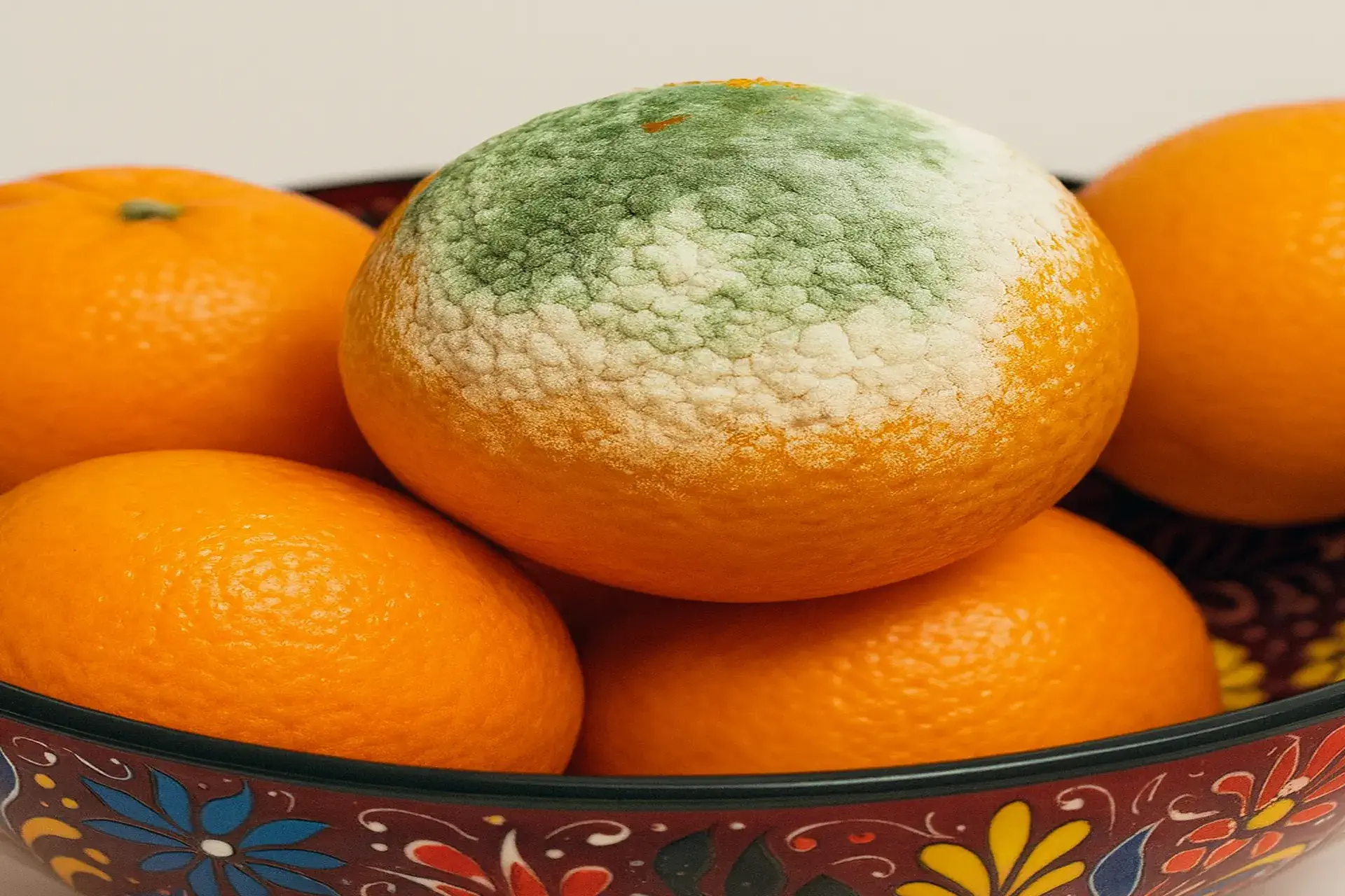 Macro view of white mold spores and filament structures growing on a dark surface