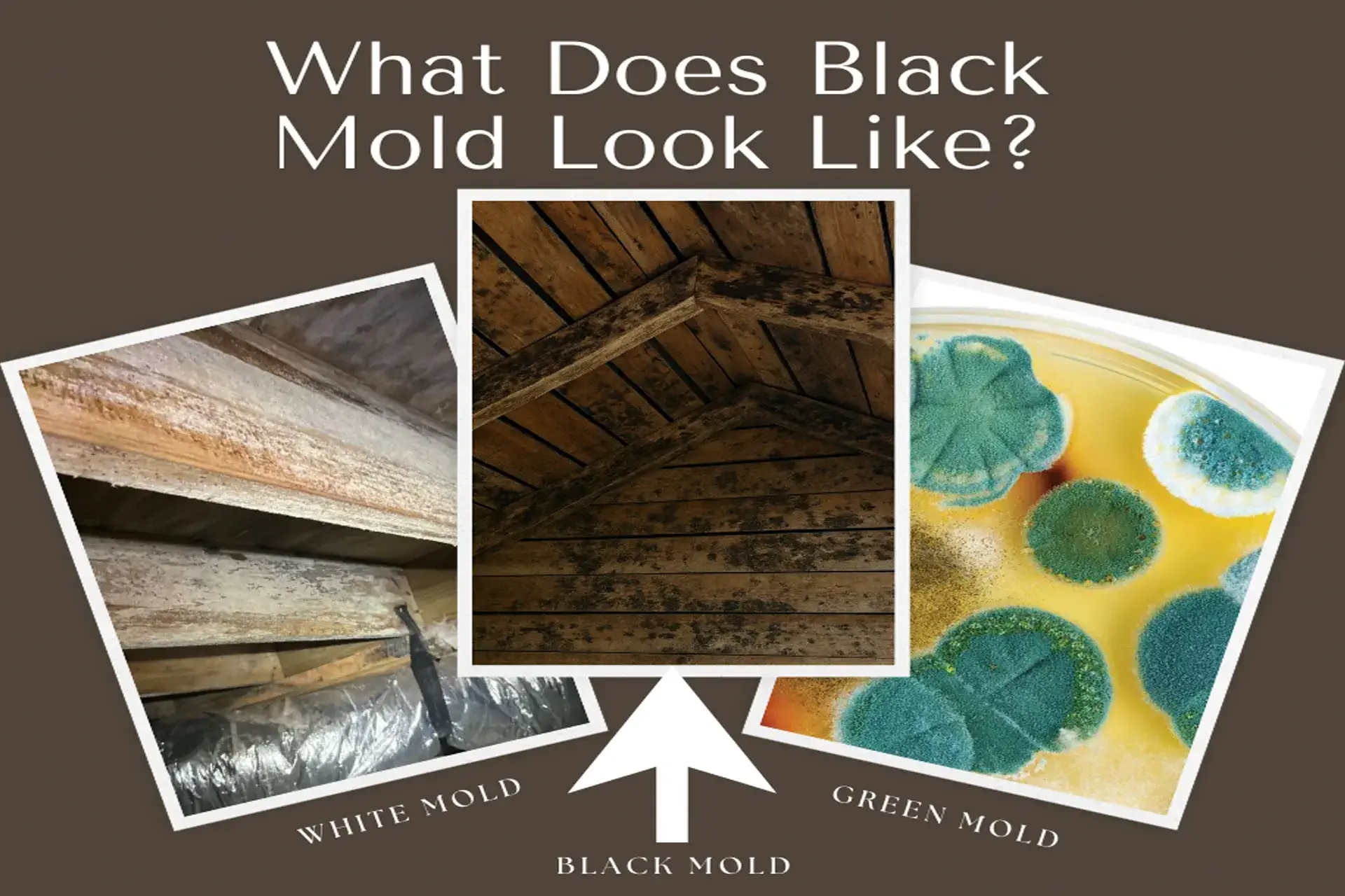 A visual comparison of black mold, white mold, and green mold with labeled photos showing how black mold appears on wood surfaces.