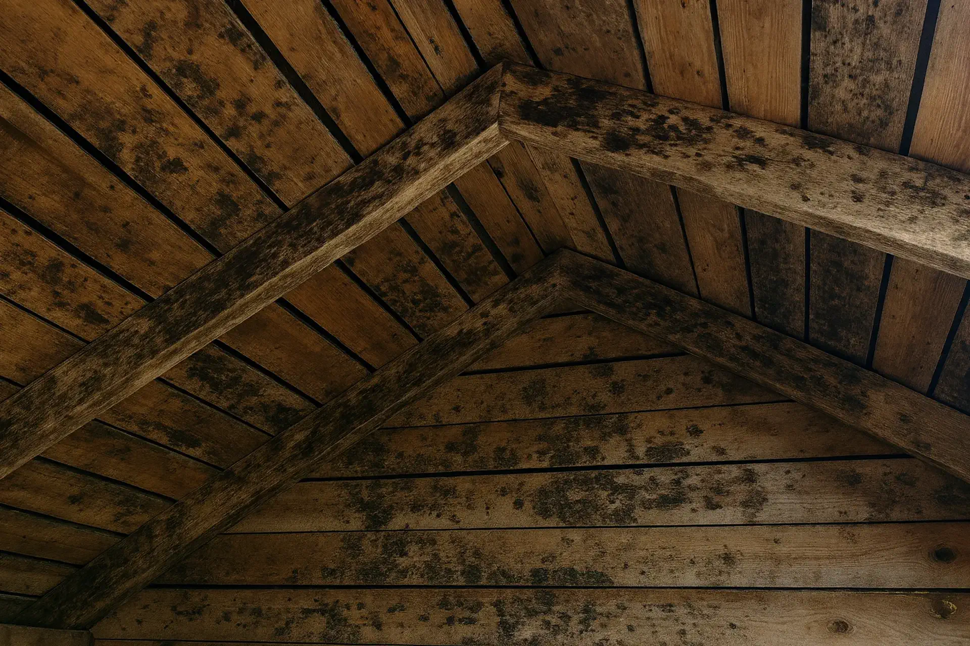 Mold on Wood - A Moldy Attic with Mold on the Wood