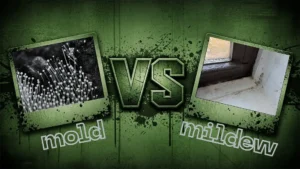 Mold vs Mildew - Mold vs mildew comparison showing close-up mold growth on a surface contrasted with mildew buildup along a windowsill.
