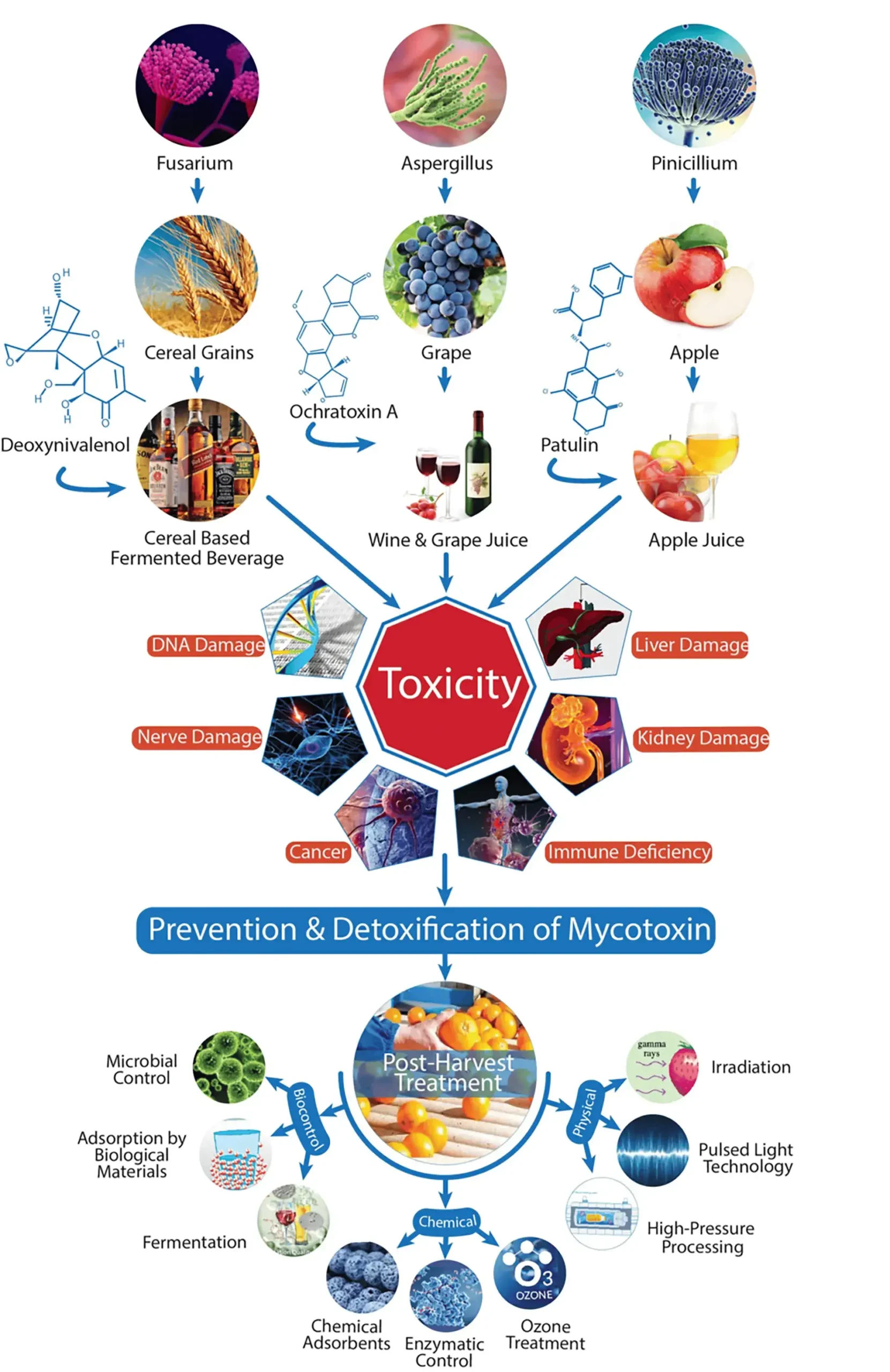 Diagram showing how common molds like Fusarium, Aspergillus, and Penicillium produce mycotoxins in foods, leading to toxicity effects and prevention methods.