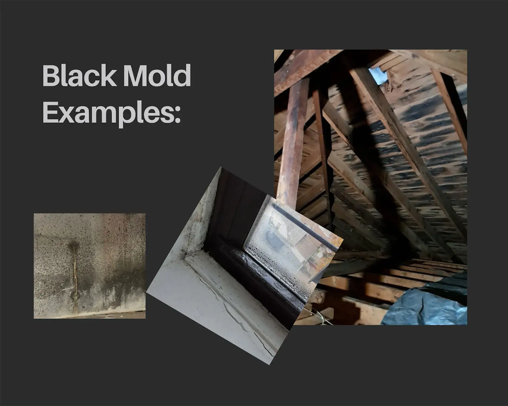 Examples of suspected black mold growth on water-damaged wood framing, drywall, and window areas, showing patchy dark staining common in long-term moisture exposure.