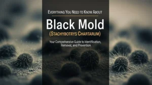 Dark mold growth on drywall near a bathroom ceiling, showing uneven patchy texture typical of moisture-damaged surfaces