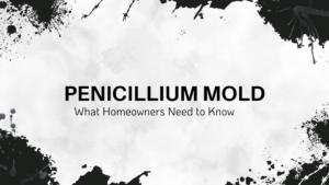 Penicillium Mold - White Background with Black Effects Around the Edges and the Title of This Post in the Middle