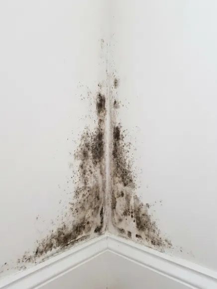 Chaetomium mold growth on a basement wall.