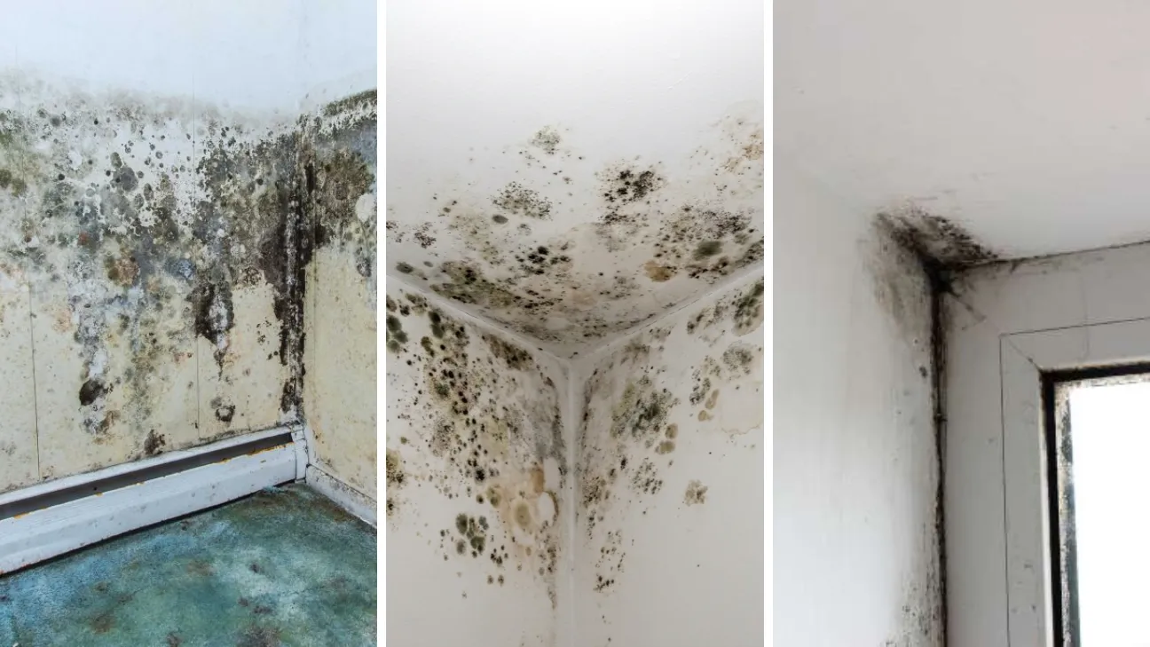 Mold Identification - Different Real Pictures of Household Mold