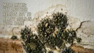 Mold Mites - A Patch of Aspergillus Mold with Little Bugs in it